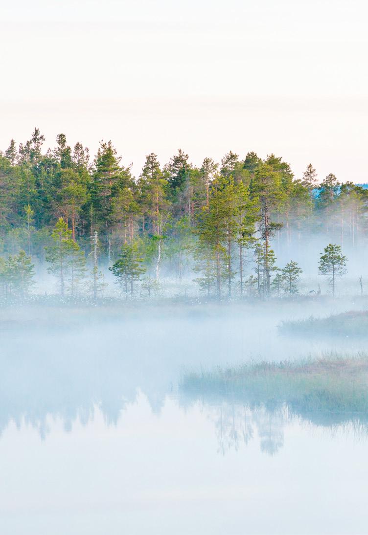 Markbäddens reningsprocess, med olika