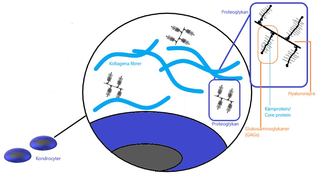 Extracellulära matrix Det extracellulära matrixet består av vatten, kollagen och proteoglykaner (Se Figur 3).