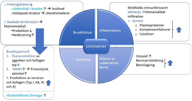 synovium, perikondrium och periostet. Etiologin bakom osteofyternas bildning är okänd, men synoviala makrofager verkar spela en stor roll vid bildningen av osteofyter (Johnston, 1997; Robinson et al.