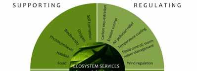 Träd och ekosystemtjänster Stödjande tjänster