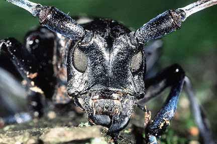 Asiatiska långhorningar Asian longhorned Beetle (Anoplophora glabripennis ) = 137 Citrus Longhorned Beetle (Anoplophora chinensis) = 188 (Sjöman et al.