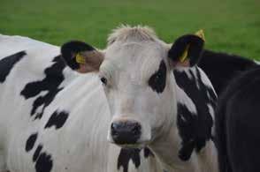 I ekologisk produktion är bete med foderintag ett krav vilket kan bli ett problem om man inte har tillräckligt med betesmarker eller om man har robotmjölkning (AMS).