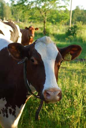 Bakgrund Ekologisk mjölkproduktion bygger på fyra grundläggande principer om hälsa (principle of health), ekologi (principle of ecology), rättvisa (principle of fairness) och omsorg (principle of