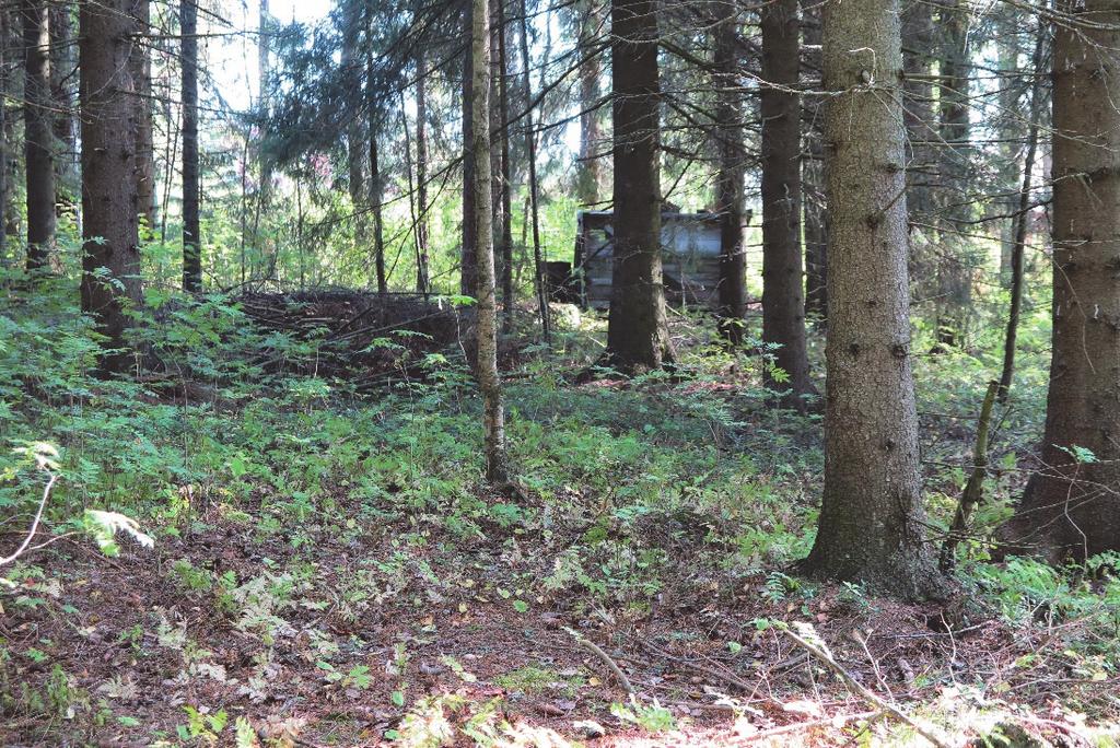 Bild 2. Granskog med en koja i områdets centrala del Området ligger i en svag V-sluttning mellan 16 och drygt 20 m över havet.