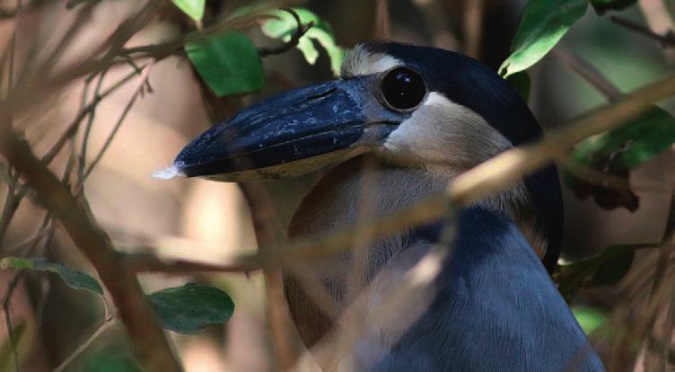 Solnedgång från Cerro lodge onsdag 30 januari 2019 Carrara, Cerro Lodge Före-frukost vandring runt lodgen ger två nya arter, Riverside Wren och Nutting s Flycatcher.