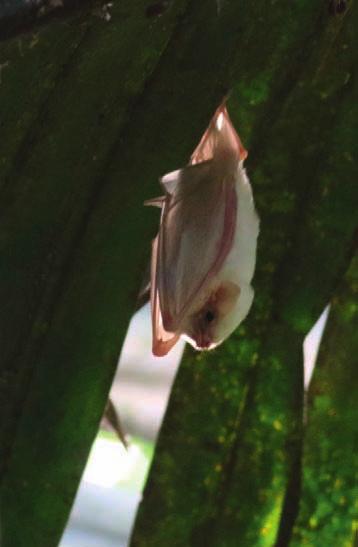 Kort inpå trailen hänger en vit fladdermus - Northern Ghost Bat (eller Chicaca som Jim Carrey skulle ha sagt) uppochner under ett palmblad.