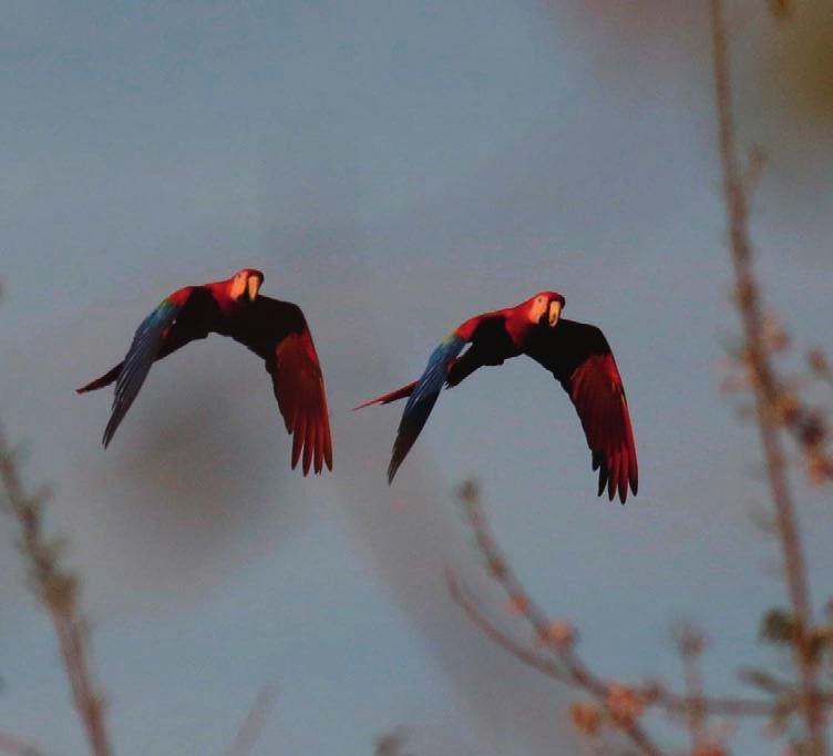 Scarlet Macaws Saltator visar sig för blott andra gången på resan(!) - den första var första morgonen i Bougainvilleas trädgård.