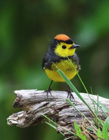 e art i Costa Rica ska bli en hackspett så Hugo satsar..och visst där sitter den ju! En Acorn Woodpecker! På ett torrträd med flera hål i, kanske bygger den sitt bo just där.