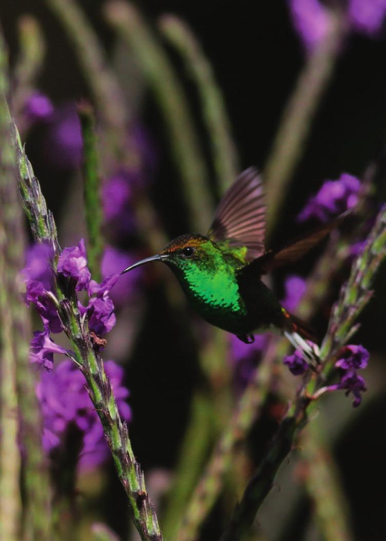 American Pygmy Kingfisher Coppery-headed Emerald onsdag 23 januari 2019 Caño Negro - Arenal Halv 6 får vi kaffe, varm mjölk för de som vill och trekants-toast med marmelad.