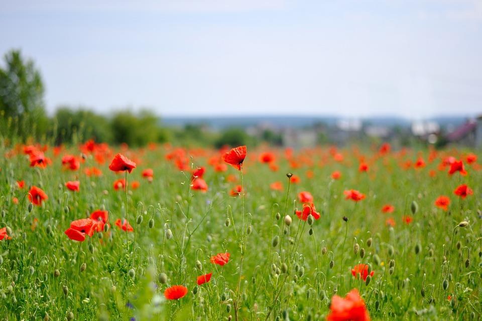 VÄLKOMMEN TILL SOMMARLOVET OCH RIDLÄGER - BOLLNÄS RIDSÄLLSKAP! LÄGER 1 TRÄNINGSLÄGER MED TÄVLINGSINRIKTNING VECKA 25, 17-20/6 2019, 09.00-16.