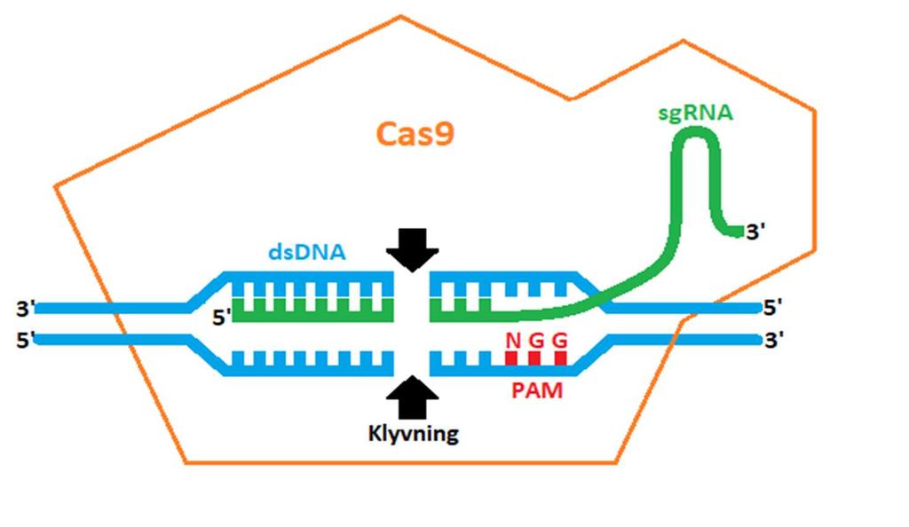 Figur 1: Cas9-proteinet klipper dubbelsträngat DNA vid en nukleotidsekvens som är komplementär till dess sgrna om kontrollsekvensen PAM finns närvarande För att kunna använda CRISPR/Cas9-system för