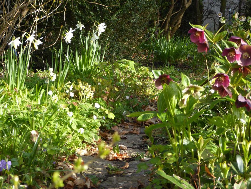 Helleborus orientalis - orientalisk julros Vitsippa - Anemone