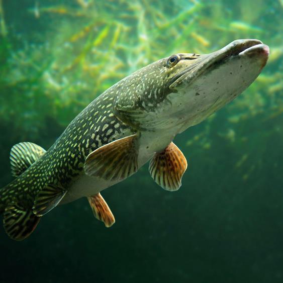 Naturrum Hammarbacken och akvariet Sommaröppet: Fredag, lördag och söndag kl. 10.00-17.