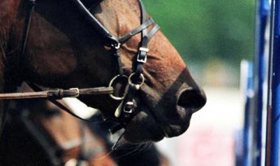 HÄSTARS STARTER (HÄSTENS BANA) Antal starter som hästarna gjort i Sverige under perioden jan-maj. Hästens start räknas till den banregion där hästen stod uppstallad vid starttillfället.