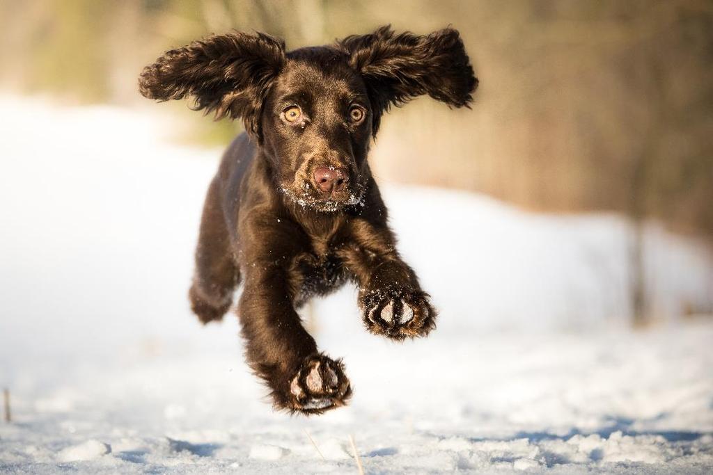 Fakulteten för veterinärmedicin och husdjursvetenskap Institutionen för kliniska vetenskaper Valpägarens kännedom om tandrelaterade problem och profylaktisk tandvård hos hund