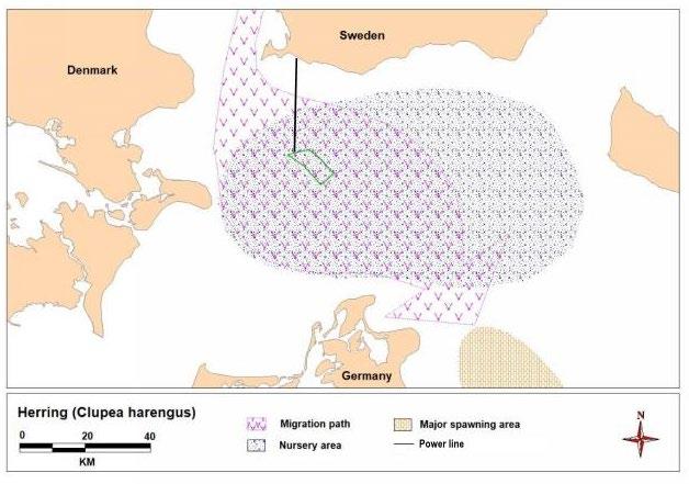 Figur 27 Kvalitativ schematisk översikt av förväntade migrationsvägar, uppväxtområden och större lekområden, både vår- och höstlek, för den västra östersjöpopulationen sill.