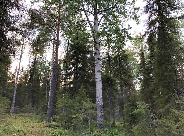 6 Att tänka på vid skörd Inför att skog ska avverkas finns en mängd frågor att beakta. Är beståndet lämpligt för kalhyggesfria metoder? Hur ska naturhänsynen utformas? Vilken återväxtmetod är bäst?