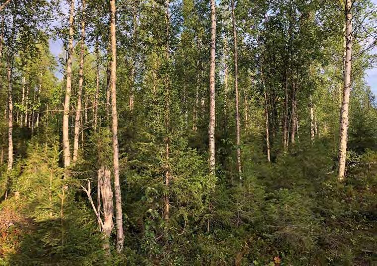 9 Att tänka på vid gallring Även gallringens inriktning bör vara beståndsanpassad.