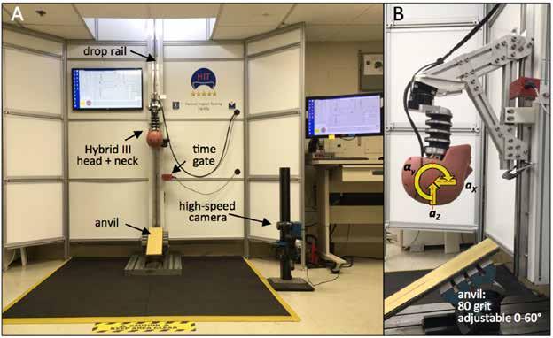 Fig. 2: A) HIT-utrustning för vertikalt fall av en Hybrid III huvud/hals-modell (head + neck) mot ett anslag inställbart (adjustable anvil) i 0-60 för att simulera sneda stötar.