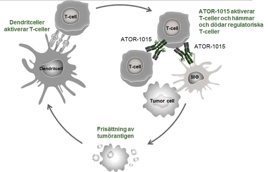 ADC-1013 ADC-1013 är en monospecifik immunaktiverande antikropp avsedd för behandling av metastaserande cancer.