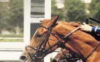 TRIO - - 000 dt CHRISTMAS CRACKER-HANDICAP Ca kl. ALWAYS DE MAN (IRE) B Leonard Rios 7.00 kr.000-.000-.00-.00-.00 Klass. För -åriga och äldre hästar.