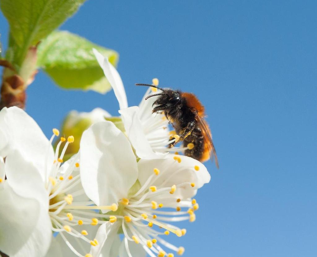 Insektspollinering ofta en kvalitetsfråga God pollinering