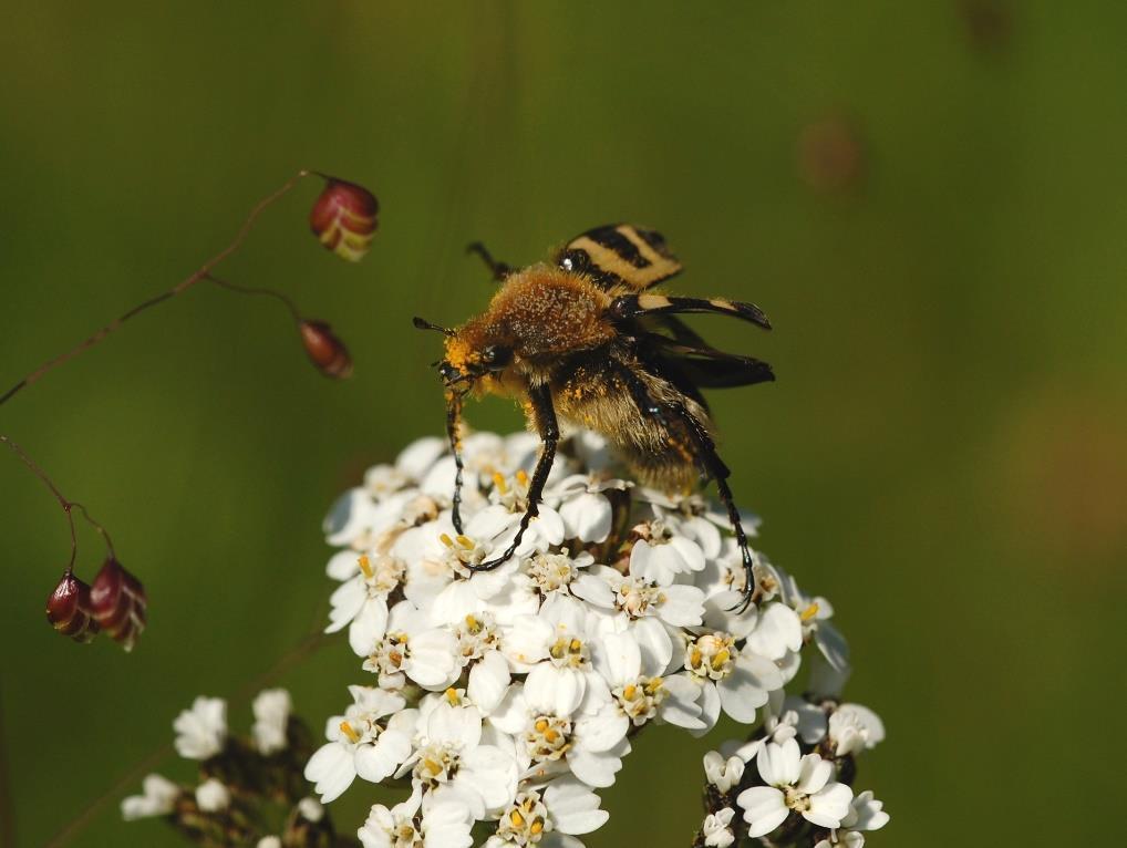 pollineringen.