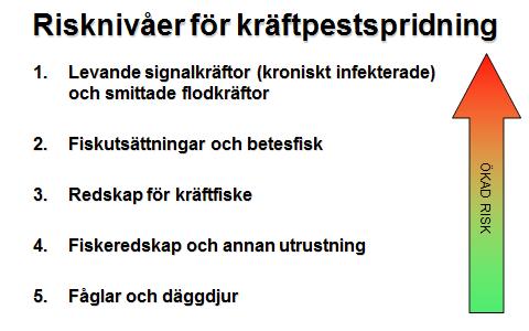 Risken för spridning av kräftpest till kräftskötselområdet Signalkräftor kring området vid Hökenäs kan teoretiskt, av egen kraft sprida sig i Östra Silen och där- inte kan bortse ifrån.