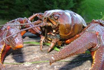 och uppmärksamma dem om flodkräftan och dess hotbild. I samband med försäljning av fiskekort kan en kortversion av förvaltningen skickas med. 4.