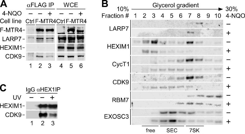 Figure S2 Genotoxic stress induces the relocation of P-TEFb from 7SK snrnp to Pol II. Related to Figure 2. (A) CoIP of F-MTR4 with 7SK snrnp from WCE of HEK 293 cells.