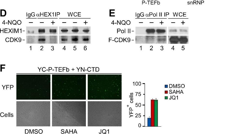 The indicated proteins in collected fractions were detected by Western blotting.