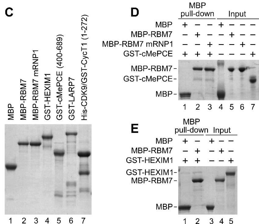 The cells were treated (+) or not (-) with 4-NQO. (B) Co-IP of F-LARP7 with 7SK snrnp and g-h2ax from WCE of HEK 293 cells.