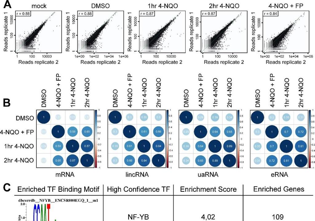 Figure S4 Active P-TEFb is vital for Pol II transcriptional response to genotoxic stress. Related to Figure 5.