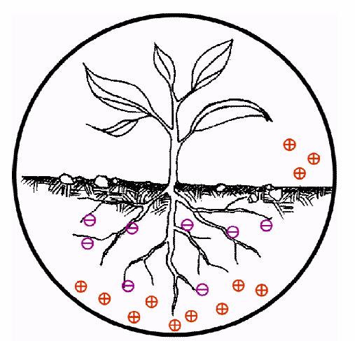 Phytodegradation ท มา:http http:// ://online.caup.