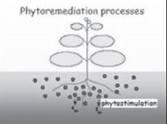 ท มา:www.menlh.go.id Phytostimulation www.