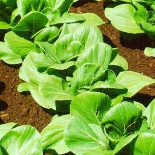 การศ กษาการเปร ยบเท ยบประส ทธ ภาพการสะสมส งกะส ใน ผ กกาดเข ยวปล (Brassica juncea Coss.) และผ กกาดเข ยวกวางต ง (Brassica chinesis Linn.