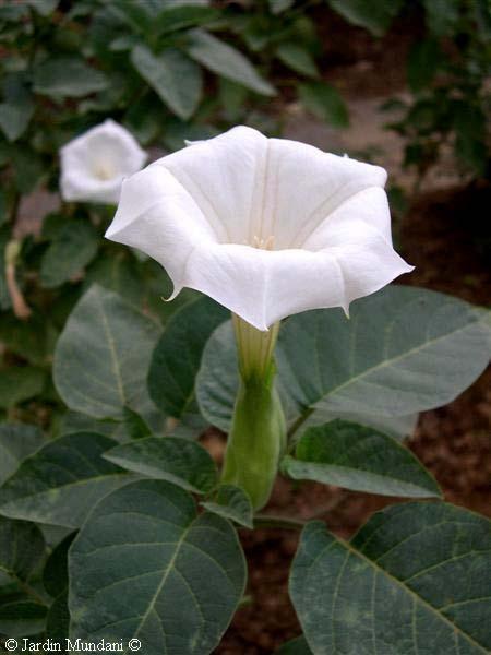 Dhatura innoxia ต นล าโพง Brassica juncea ผ กกาดเข ยวปล Ipomoea