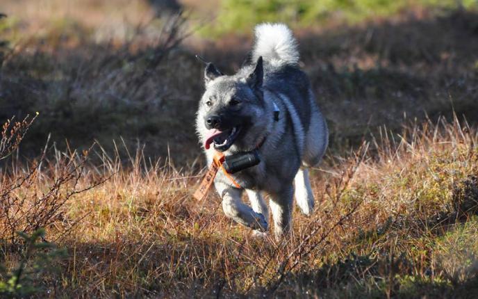 Hälsoläget Foto: Anders Johansson Gråhunden är enligt Agrias Breed Profile en mycket frisk hundras! Vi upplever inte att vi har några akuta sjukdomsproblem inom rasen.