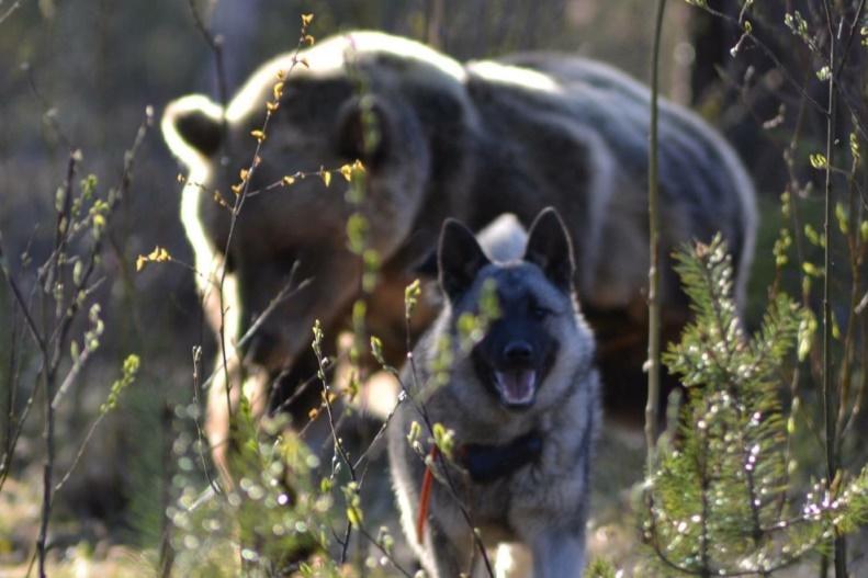 Mentalitet Foto: Markus Lagergren Det ställs stora mentala krav på våra Gråhundar. De skall tåla en attack från en ilsken älg, björn eller vildsvin etc.