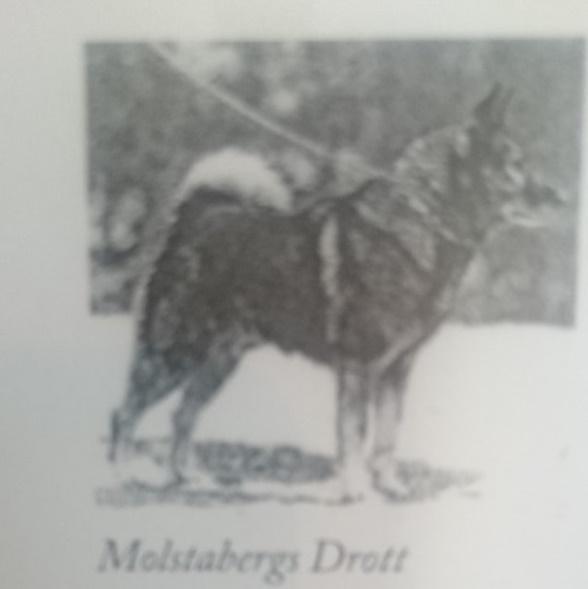 ifrågasätter om hunden då hade kraft och kondition till en heldags arbete i älgskogen, liksom typhunden i sen tid ifrågasattes i Norge av hälsoskäl med tanke på hundens bästa.