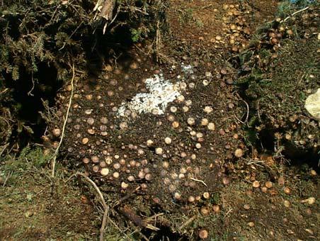 Bindmaterialet måste avlägsnas (sker med kranen) så att buntarna kan delas i mindre portioner, vilket är omständligt och tar lång tid.