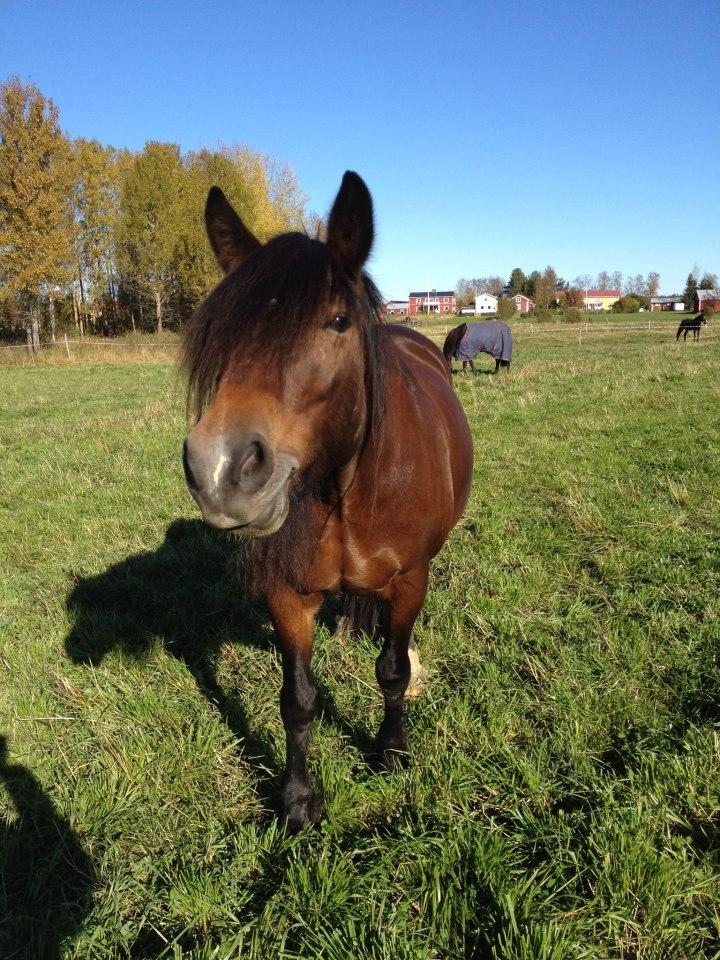 Sammanfattning Mitt examensarbete har utgått från Tyréns AB i Luleå och delvis Boden, där jag i samband med en förstudie för Boden som häststad fick i uppdrag att titta närmare på Bodens ridklubb och