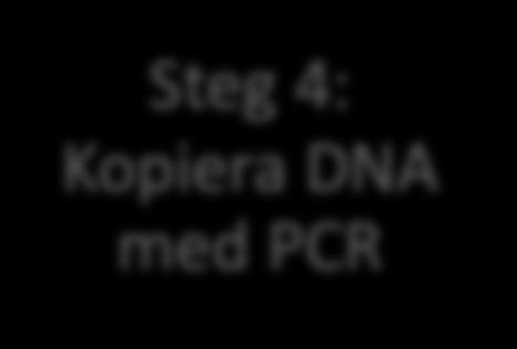 DNA med PCR Steg 3: