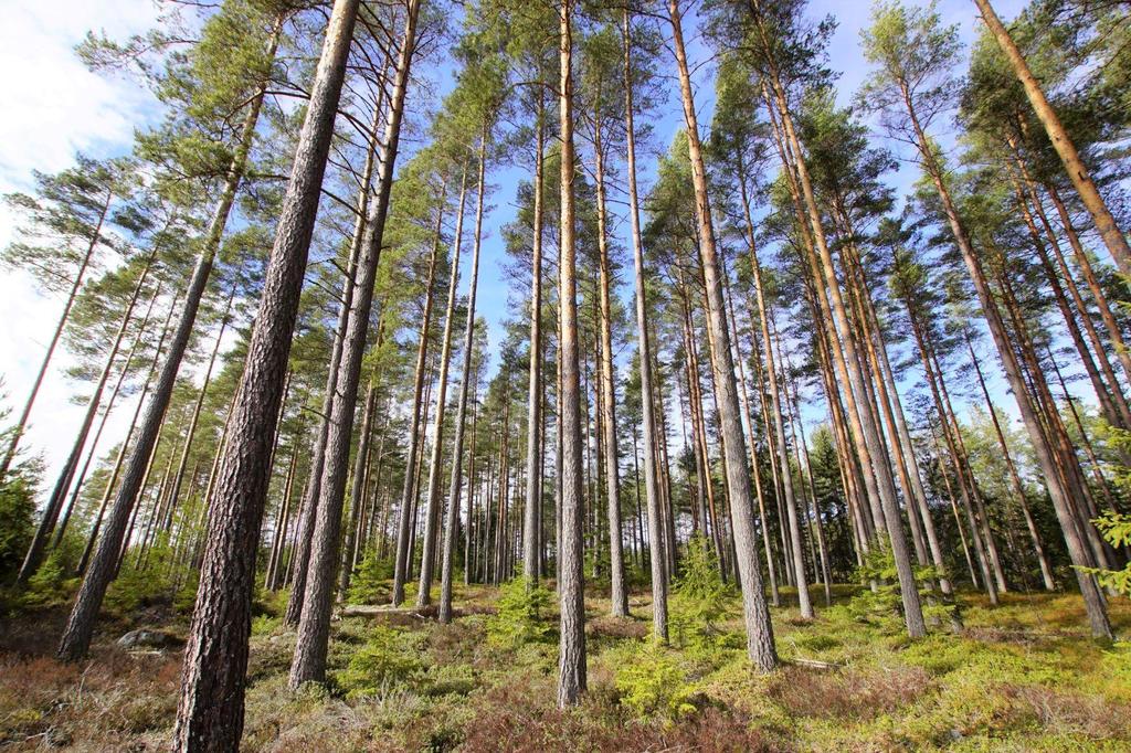 Produktiv skogsmark enligt skogsbruksplan 78,9 ha med ett bedömt virkesförråd om drygt 12 000 m3sk. Bonitet 9,6 m3sk/ha.