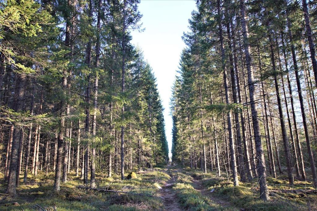 Skog och Mark Skogsmark Enligt skogsbruksplanen från 2018 är den produktiva skogsarealen 78,9 ha med ett bedömt virkesförråd ca 12 000 m3sk och med ett genomsnittligt förråd om 154 m3sk/ha.