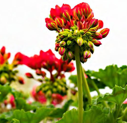 Zonalpelargoner har några råd att ge. passar också bra.