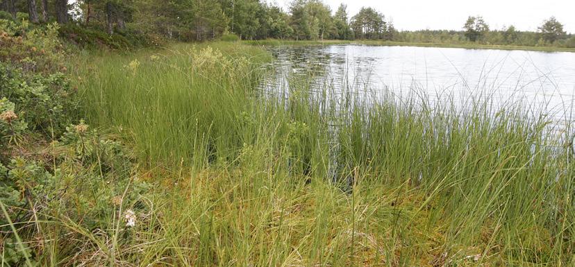 Färdplanen håller dörren öppen Text: Fredrik Borg Dunge och Ingrid Kyllerstedt Branschföreningen Svensk Torv har undertecknat en färdplan för fossilfri uppvärmning inom Fossilfritt Sverige som