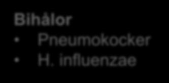 Pneumokocker H.