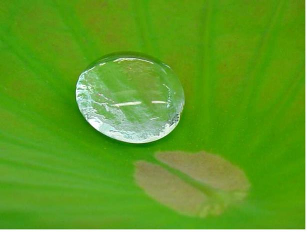 Introduction natural repellent surfaces Lotus leaf