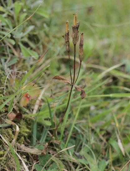 Potentiella habitat för Gentianella campestris (Gentianaceae) i Södermanlands län Thymus serpyllum, backtimjan och Succisa pratensis, ängsvädd. Området bedömdes hysa gynnsamma förhållanden för G.